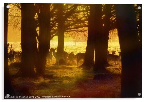 Deer at sunrise Acrylic by Stephen Davis