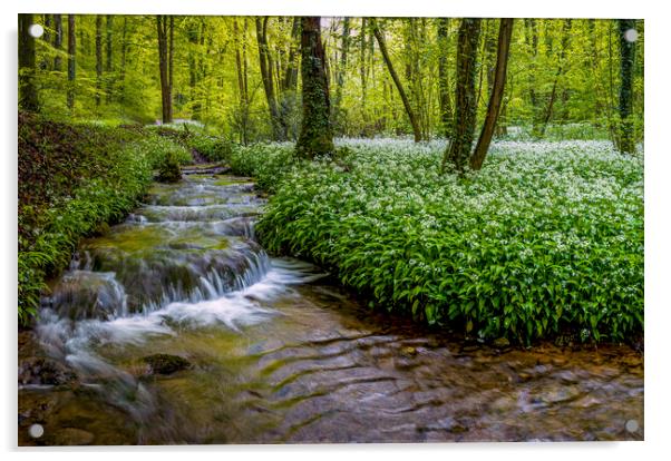 Wild Garlic in Full Bloom by a Forest Stream Acrylic by Alan Le Bon
