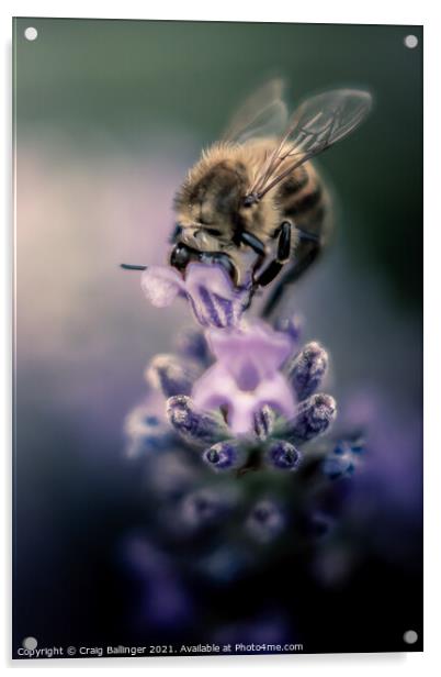 Bee on a Lavender flower Acrylic by Craig Ballinger
