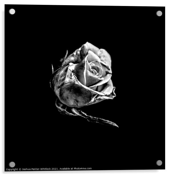 rose Acrylic by Joshua Panter-Whitlock