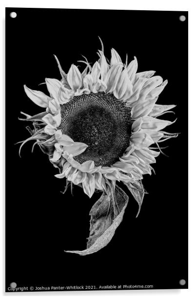 sunflower stekch 2 Acrylic by Joshua Panter-Whitlock