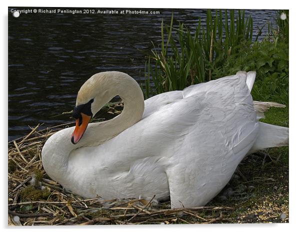 Nesting Swan Acrylic by Richard Penlington