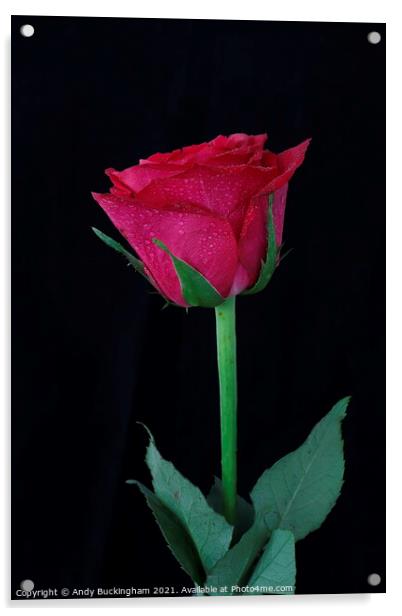 Red Rose Acrylic by Andy Buckingham