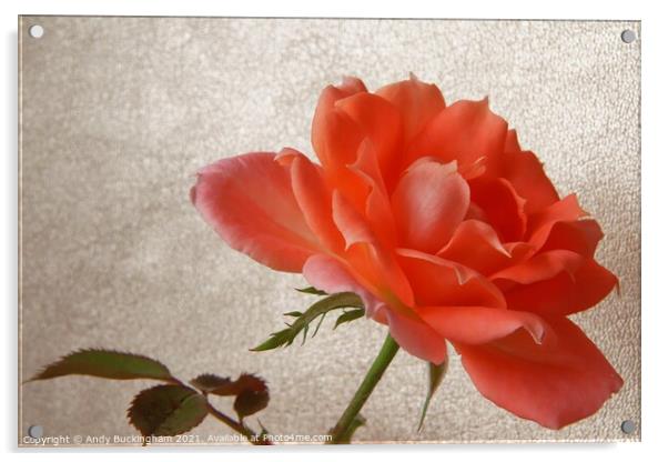 Garden Rose Acrylic by Andy Buckingham