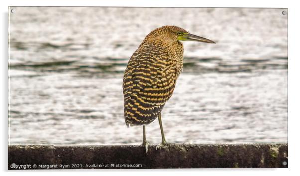 Graceful Tiger Heron Acrylic by Margaret Ryan