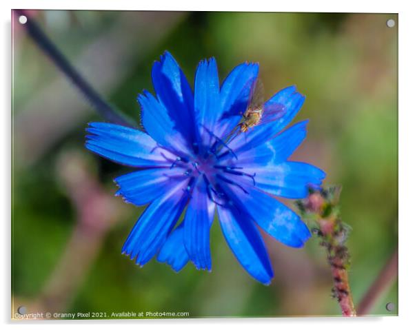 Chicory Flower with insect Acrylic by Margaret Ryan