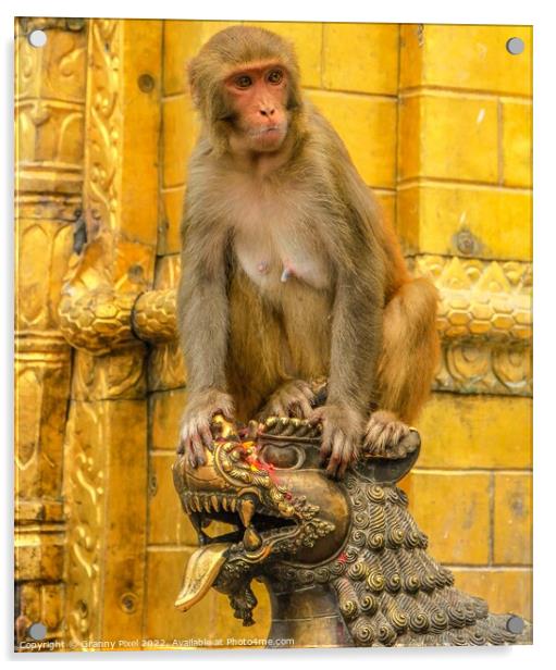 Rhesus Macaque Acrylic by Margaret Ryan