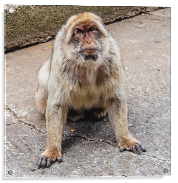 Elderly Barbary Macaque  Acrylic by Margaret Ryan