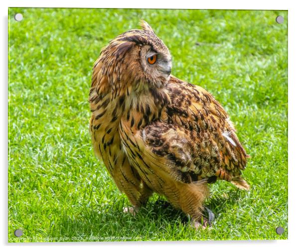 Long-eared Owl Acrylic by Margaret Ryan