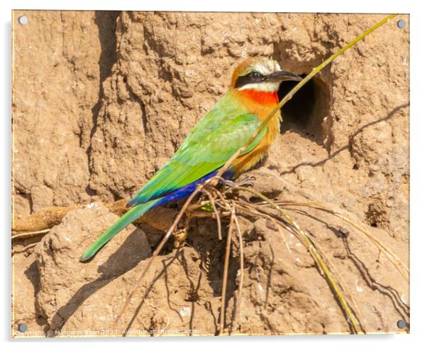 White-fronted Bee-eater Acrylic by Margaret Ryan