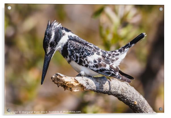 Observed Prey: Pied Kingfisher's Dive Acrylic by Margaret Ryan