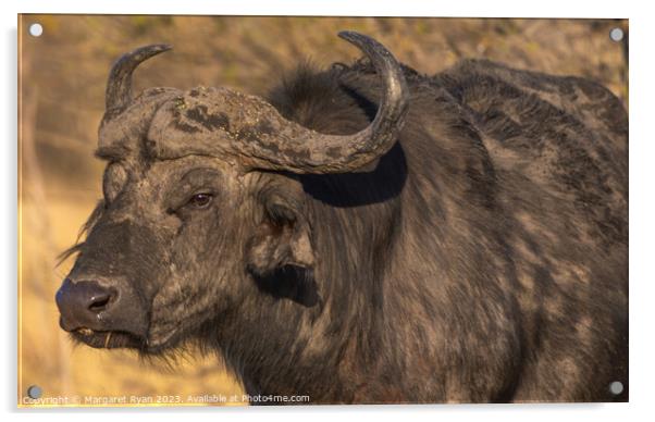 African Buffalo Acrylic by Margaret Ryan