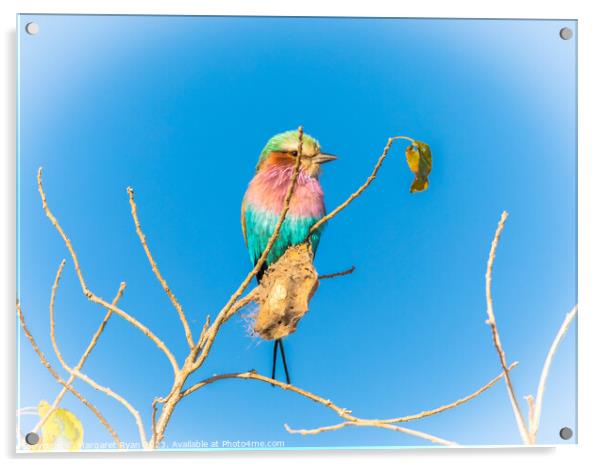 Lilac-breasted roller Acrylic by Margaret Ryan