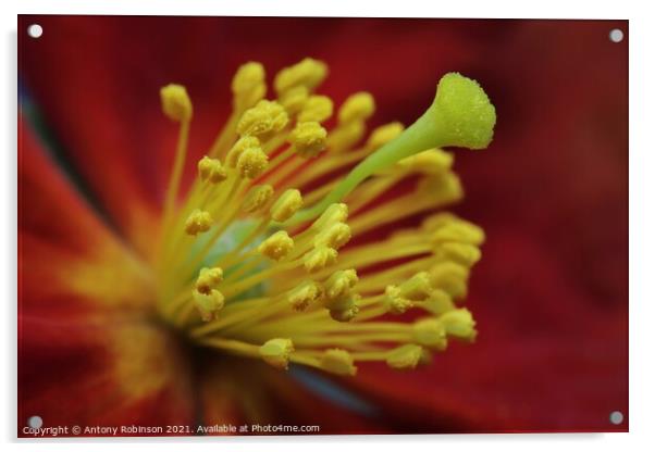 Rock Rose  Acrylic by Antony Robinson