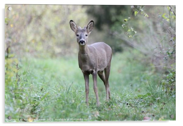 Portrait of a roe deer Acrylic by Antony Robinson