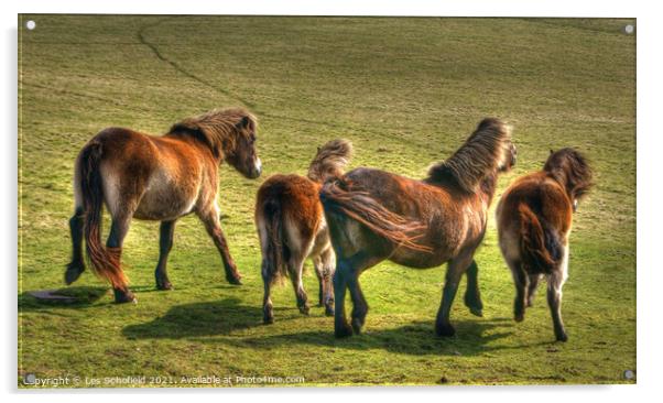 Exmoor Ponies  Acrylic by Les Schofield