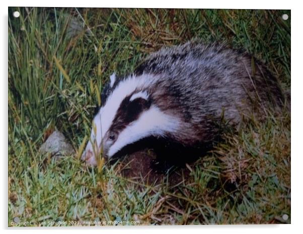 Young badger Acrylic by Les Schofield