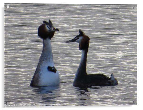 Serenading Grebes with Courtship Gifts Acrylic by Les Schofield