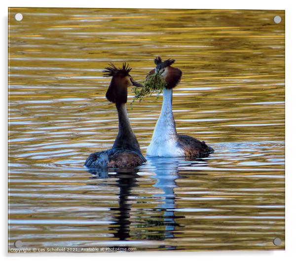 Mating grebes  Acrylic by Les Schofield