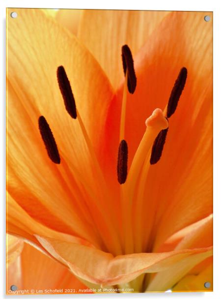 Majestic Orange Lily Acrylic by Les Schofield