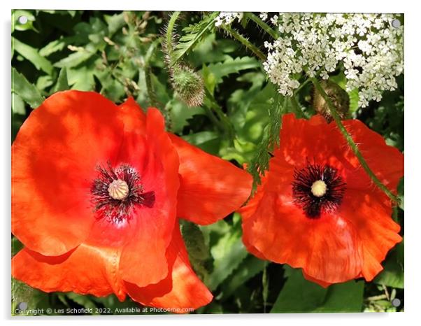 Poppies wildflowers  Acrylic by Les Schofield