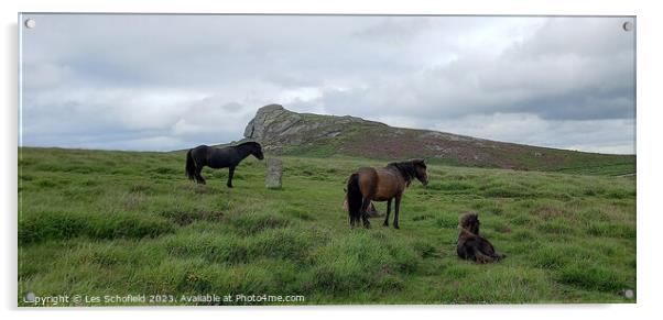 Majestic Dartmoor Ponies Acrylic by Les Schofield