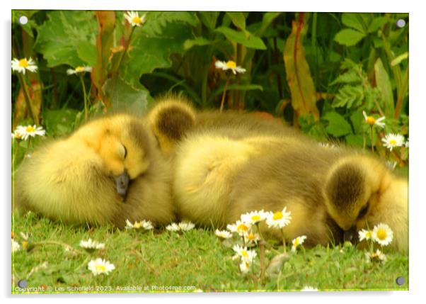 Young Goslings Asleep on the bank of a Lake  Acrylic by Les Schofield
