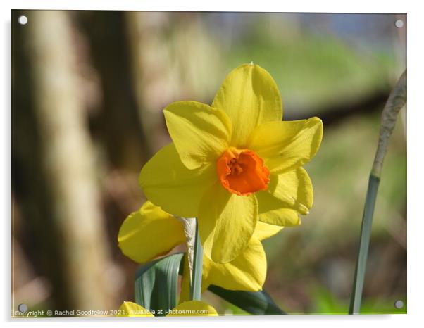 Spring Daffodil Acrylic by Rachel Goodfellow