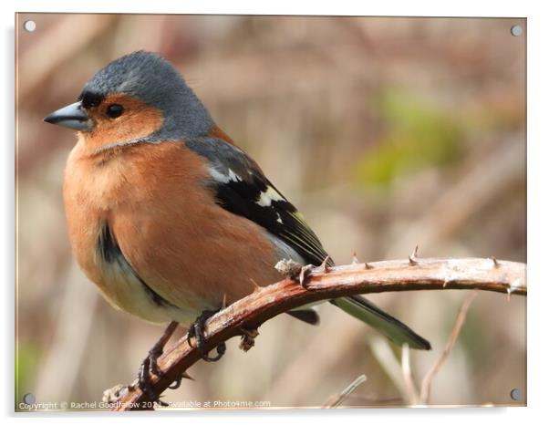Perched Chaffinch Acrylic by Rachel Goodfellow