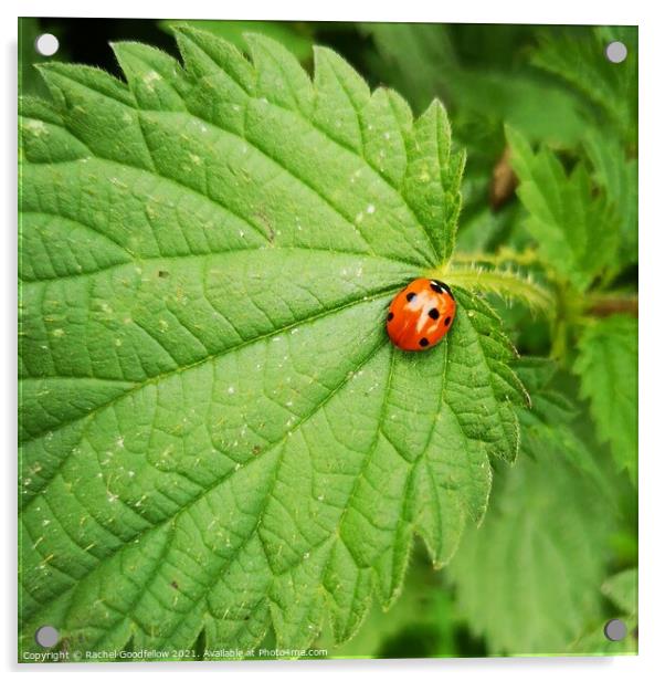 Ladybird Leaf Acrylic by Rachel Goodfellow