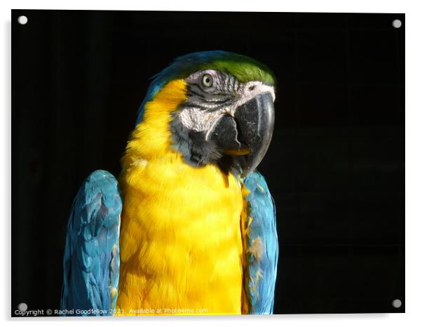 Macaw Acrylic by Rachel Goodfellow