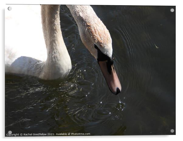 Caldew Swan Acrylic by Rachel Goodfellow