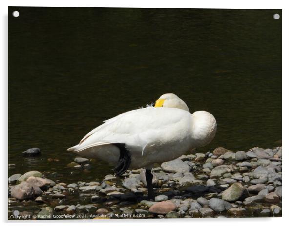 Sleeping Swan Acrylic by Rachel Goodfellow