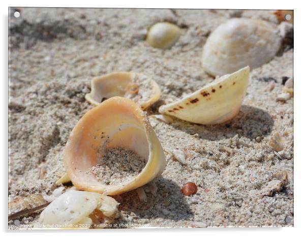 Shore Shells Acrylic by Rachel Goodfellow