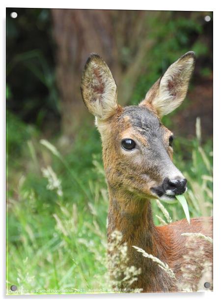 Roe Deer in the grass Acrylic by Rachel Goodfellow