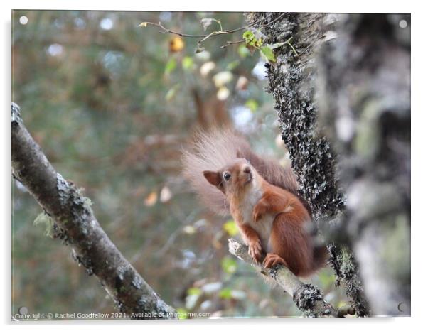 Red squirrel on a branch Acrylic by Rachel Goodfellow