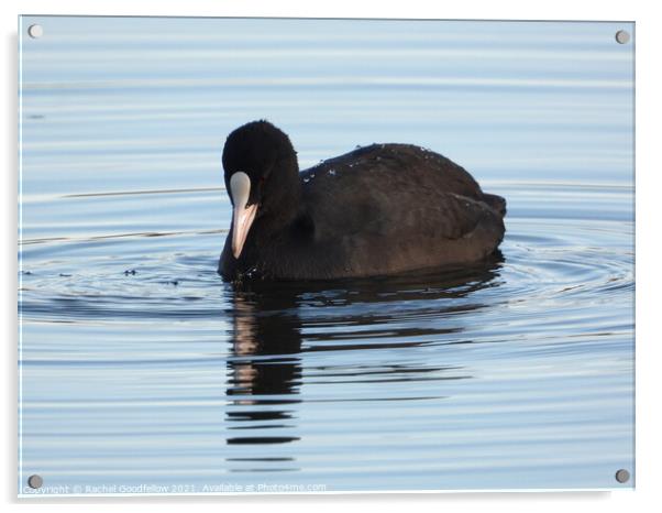 Coot Acrylic by Rachel Goodfellow