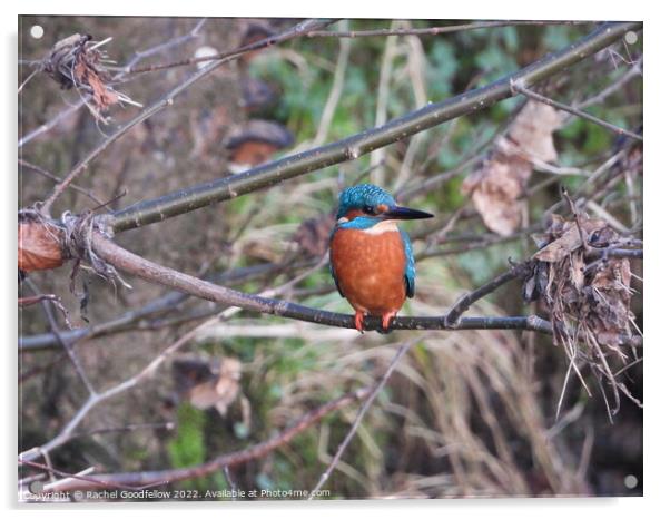 Kingfisher Acrylic by Rachel Goodfellow