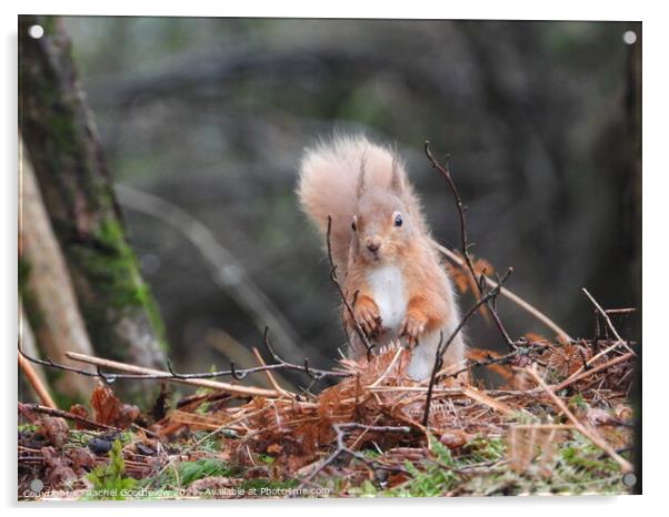 A squirrel standing with muddy paws Acrylic by Rachel Goodfellow