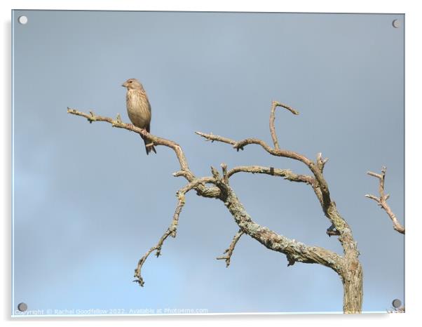 Lone tree Linnet Acrylic by Rachel Goodfellow
