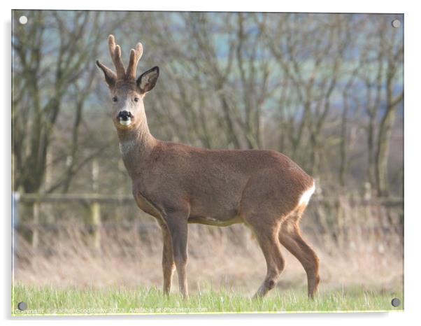A deer standing in a field Acrylic by Rachel Goodfellow