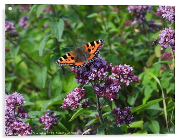 Small Tortoiseshell Butterfly Acrylic by Rachel Goodfellow