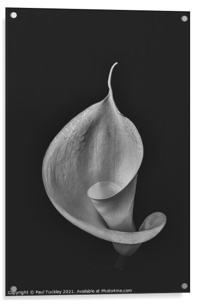 Isolated Lily - 4  Acrylic by Paul Tuckley