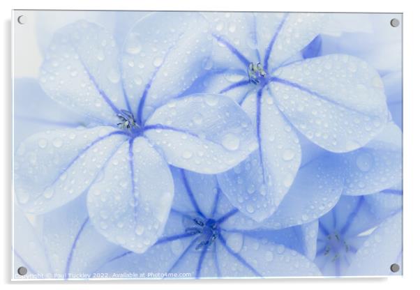 Group of Plumbago Flowers  Acrylic by Paul Tuckley