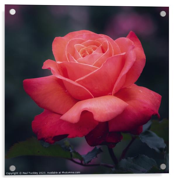 Rose 5 Acrylic by Paul Tuckley