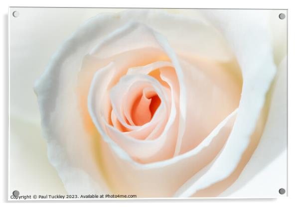 A Perfect Rose Acrylic by Paul Tuckley