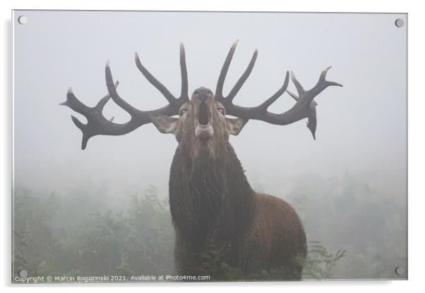 Deer with big antlers roaring in dense fog Acrylic by Marcin Rogozinski
