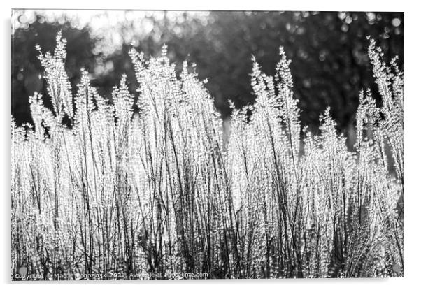 Silver Feather Grass in autumnal sunlight in black and white Acrylic by Marcin Rogozinski