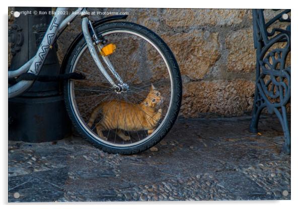 Ginger Kitten's Bike Adventure Acrylic by Ron Ella