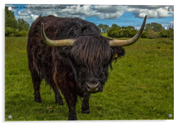The Dark Beauty of Highland Cows Acrylic by Ron Ella